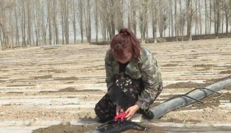 花生地膜栽培技术_花生种植地膜覆盖视频_成都花生地膜种植技术