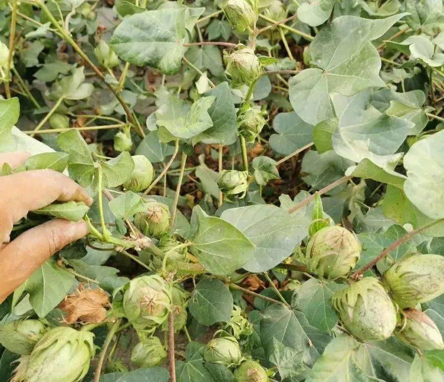 花生种植地膜覆盖视频_花生地膜栽培技术_成都花生地膜种植技术