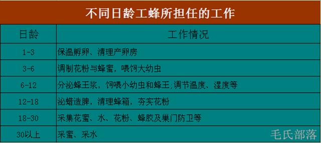 密峰养殖最新技术_密峰的养植技术_蜜峰养殖技木