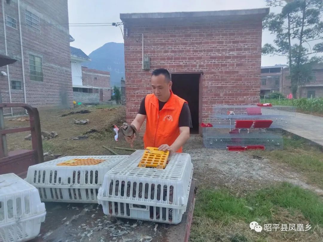 视频养殖鹧鸪技术规范_鹧鸪的养殖技术视频_鹧鸪养殖设备