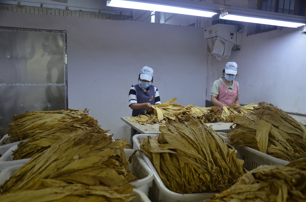 致富种植烟叶模式是什么_烟叶种植效益_烟叶种植致富模式