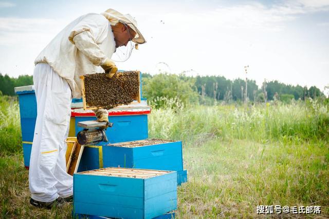 密峰养殖最新技术_密峰的养植技术_密蜂养殖技术培训