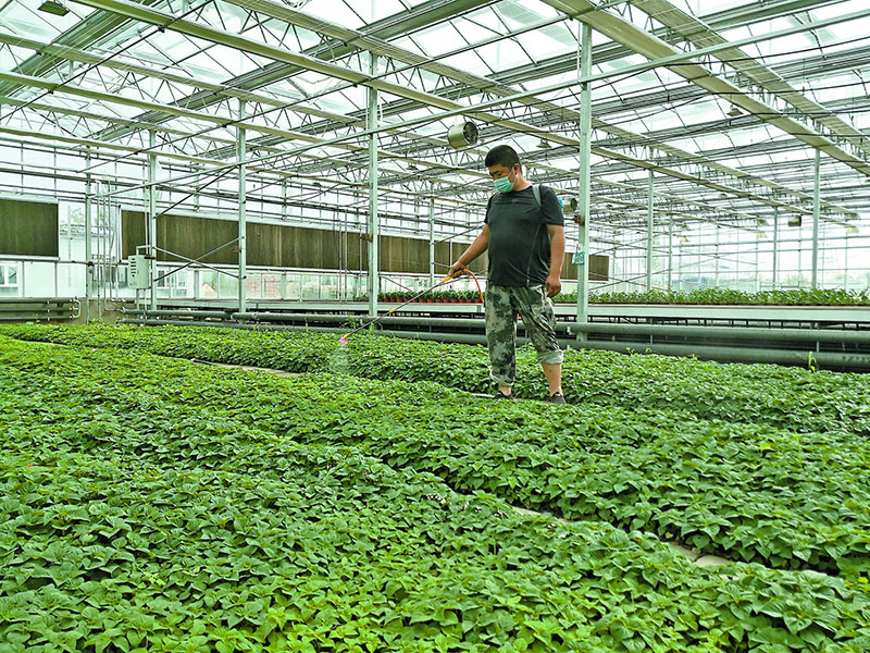 葡萄林种植致富_种植葡萄效益怎么样_致富种植葡萄林图片