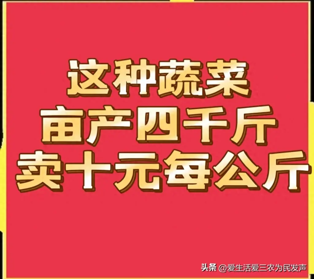 亩产4000斤，10元1公斤不愁卖，种植什么蔬菜利润这么高？