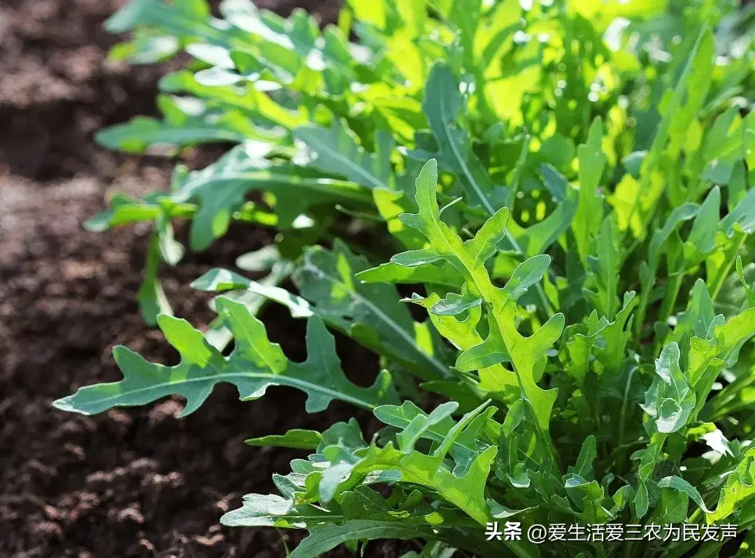 巧种芝麻致富_致富芝麻种植视频_致富经芝麻种植