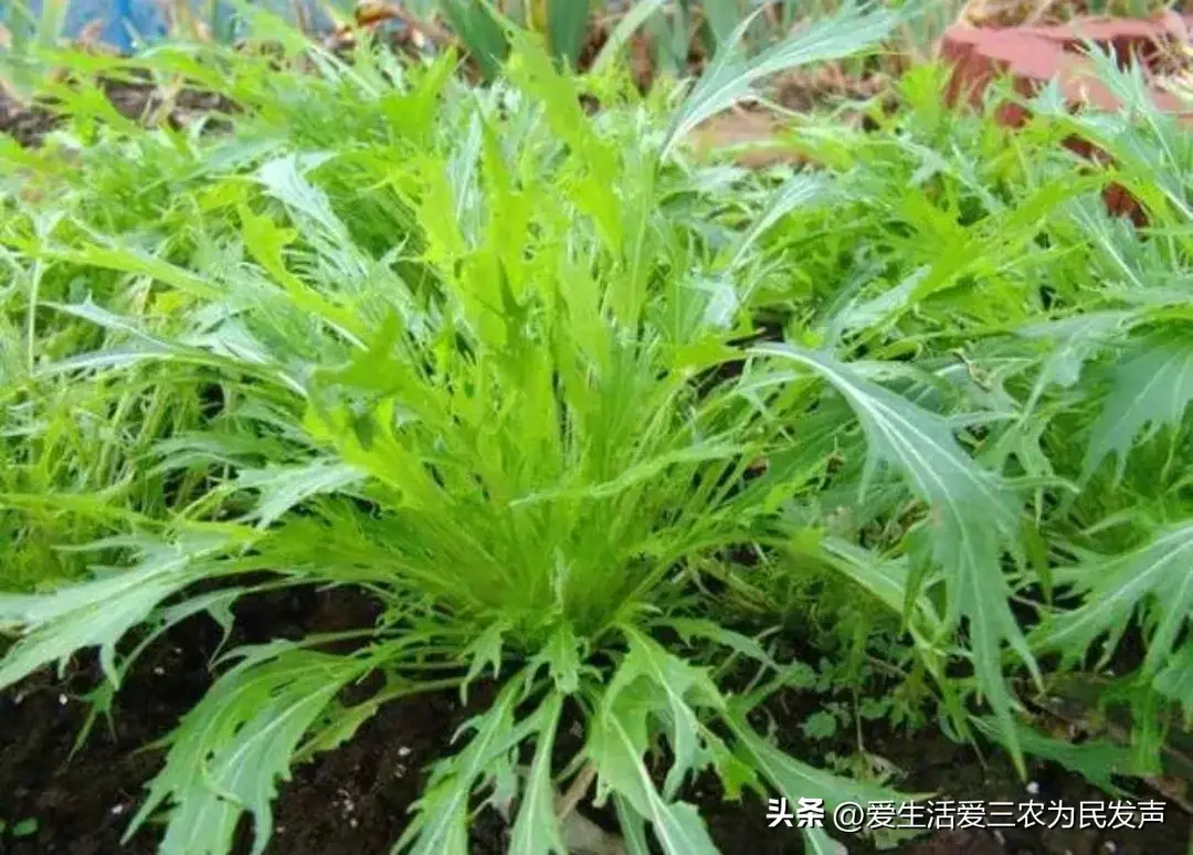 致富芝麻种植视频_致富经芝麻种植_巧种芝麻致富