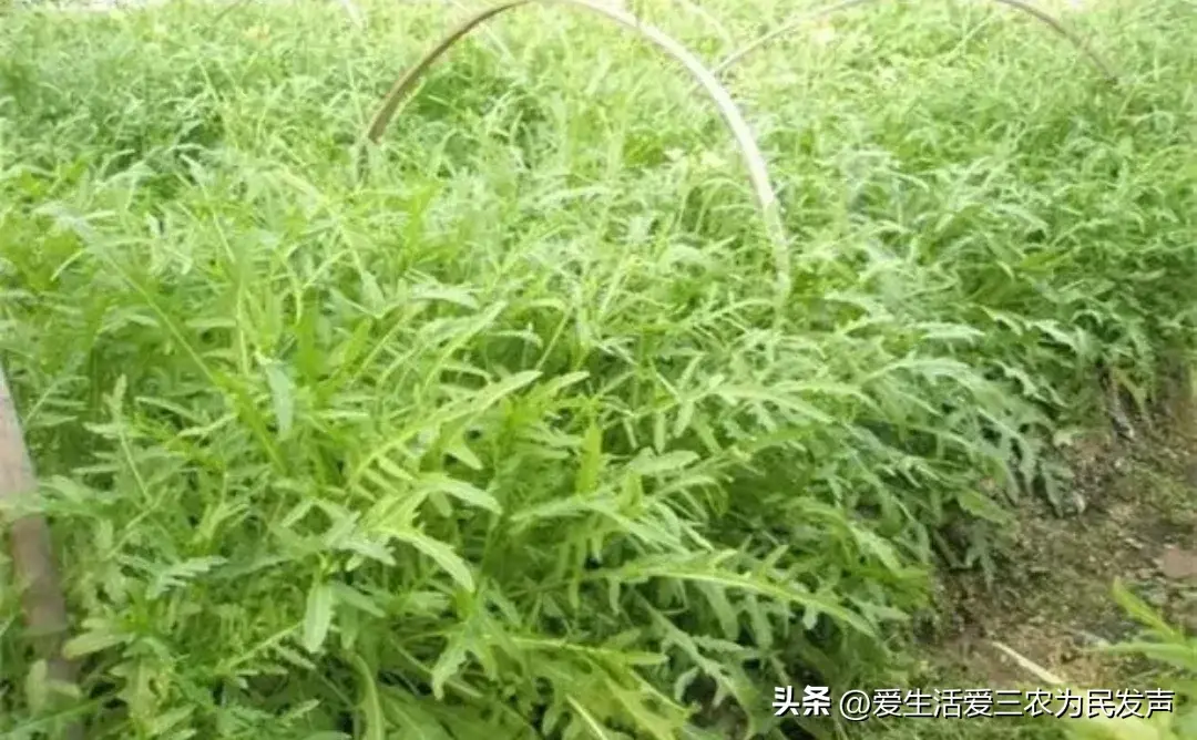 致富经芝麻种植_致富芝麻种植视频_巧种芝麻致富