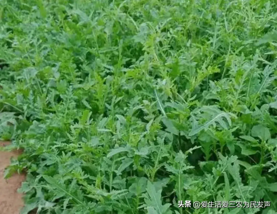 致富经芝麻种植_巧种芝麻致富_致富芝麻种植视频