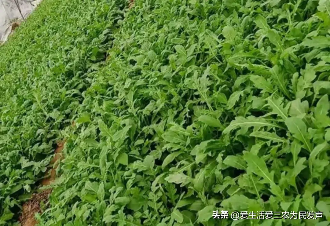 致富经芝麻种植_致富芝麻种植视频_巧种芝麻致富