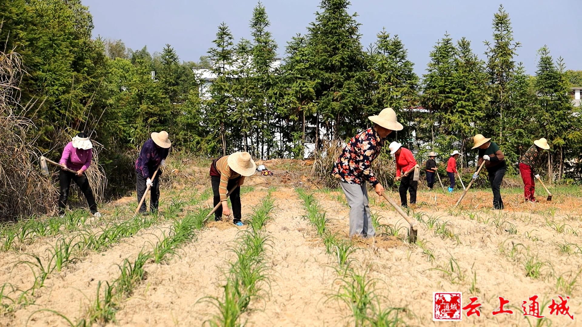 咸宁通城：一年卖出黄花酱两万瓶，大坪这个产业不一般！