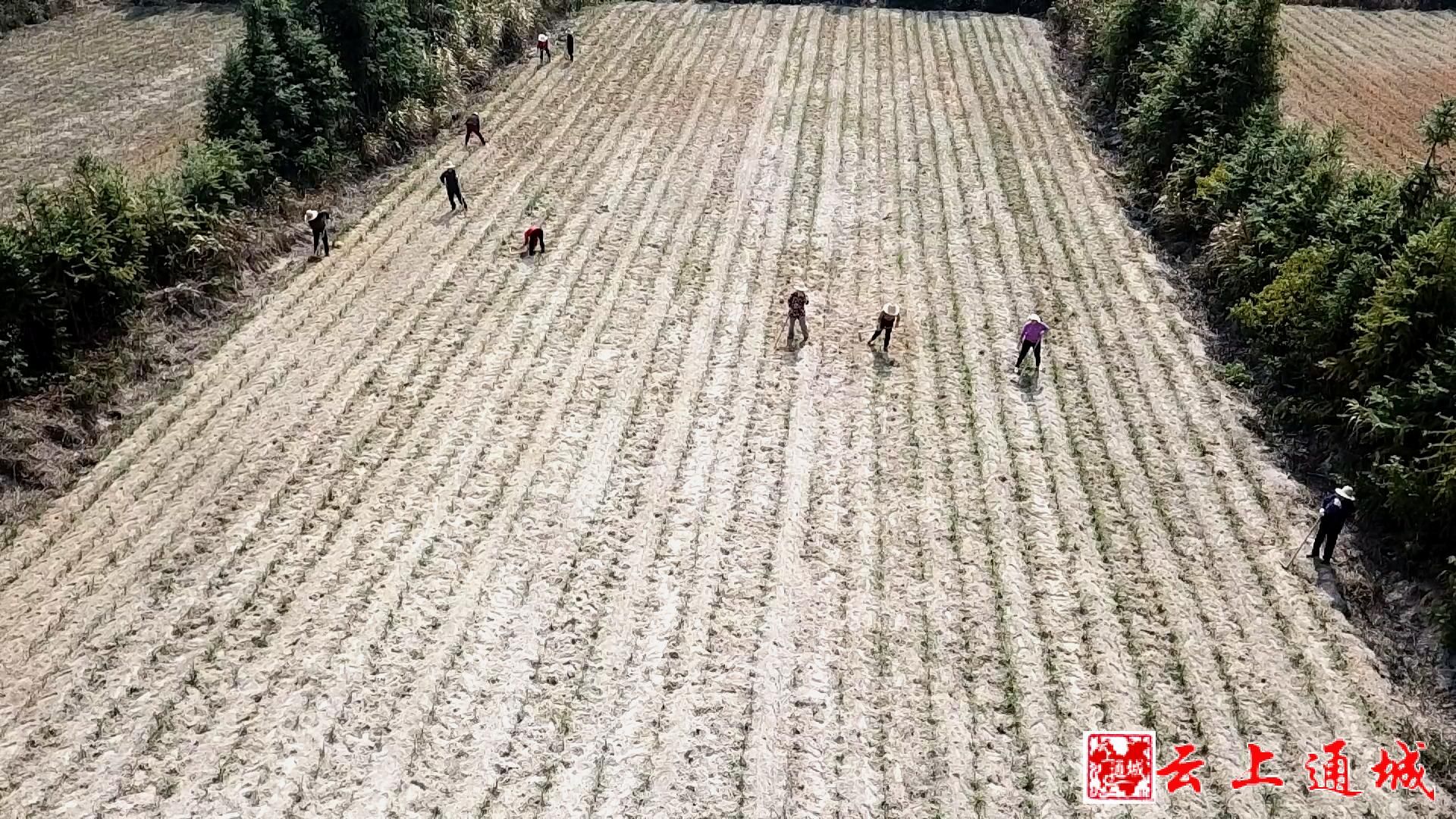 黄花种植效益_黄花种植致富_致富黄花种植视频