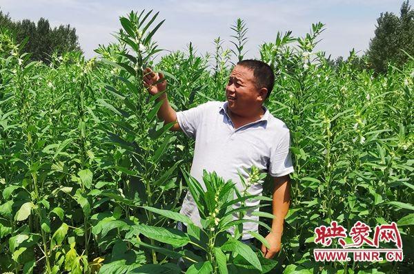 河南平舆：芝麻花开骄阳下