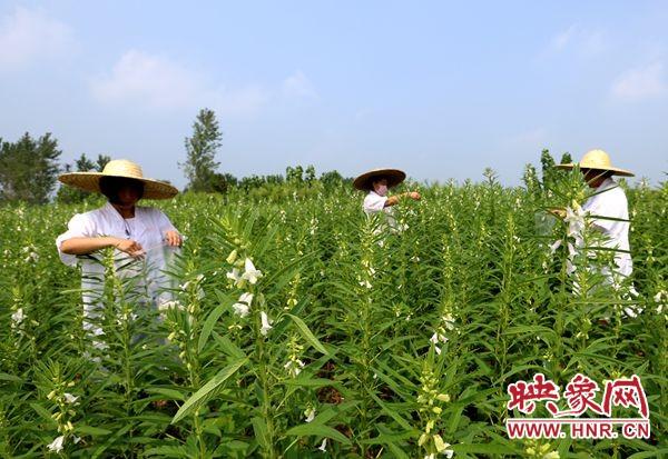 巧种芝麻致富_芝麻种植效益_致富经芝麻种植