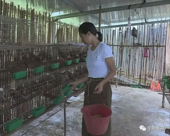 鹧鸪的养殖技术视频_鹧鸪养殖设备_鹧鸪养殖技术视频大全