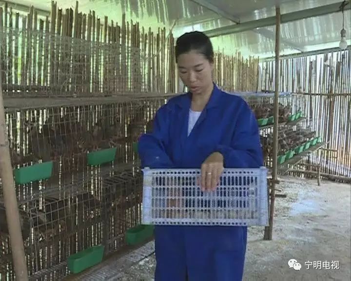 鹧鸪养殖设备_鹧鸪的养殖技术视频_鹧鸪养殖技术视频大全