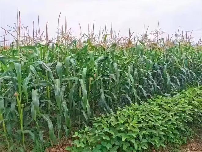 致富种植大豆怎么样_大豆种植致富_致富种植大豆图片