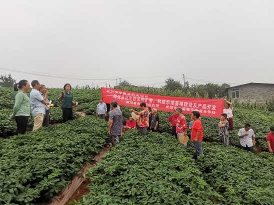 成都花生地膜种植技术_花生地膜栽培技术_花生种植地膜覆盖视频