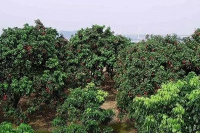 种植荔枝技术_种植荔枝技术与管理_种植荔枝技术总结报告