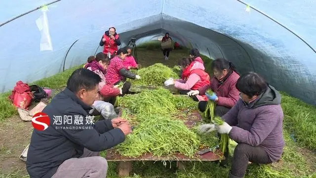 致富种植灌南芦蒿好吗_灌云芦蒿_灌南芦蒿种植致富