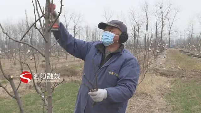 灌南芦蒿种植致富_灌云芦蒿_致富种植灌南芦蒿好吗