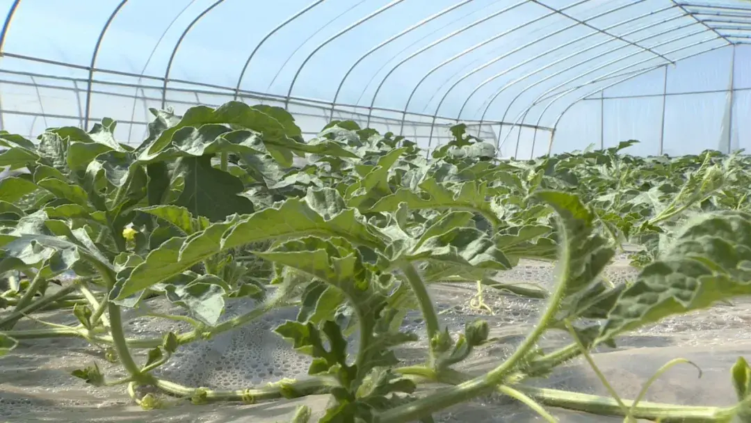 大棚里的致富经_大棚种植致富_致富经大棚种养结合