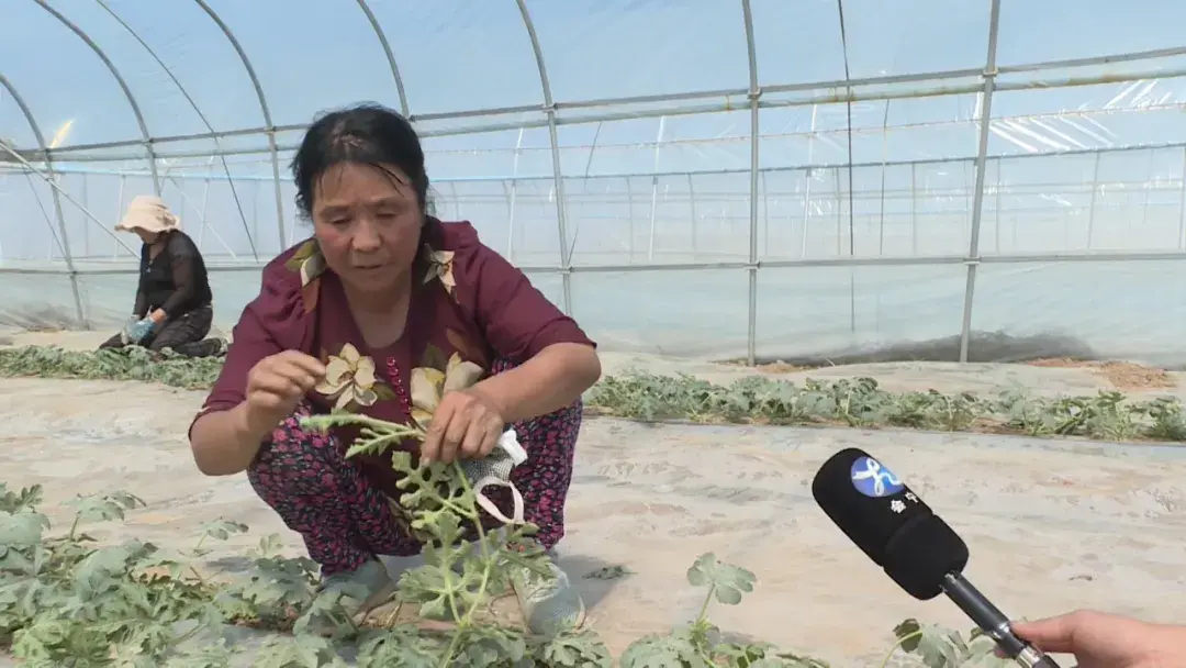 大棚里的致富经_致富经大棚种养结合_大棚种植致富