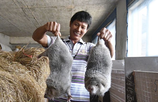 致富养殖竹鼠怎么样_养殖竹鼠的前景如何_养殖致富竹鼠