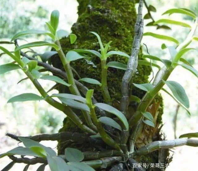 2021年农民种植白术怎么样_致富种植白术图片_白术种植致富