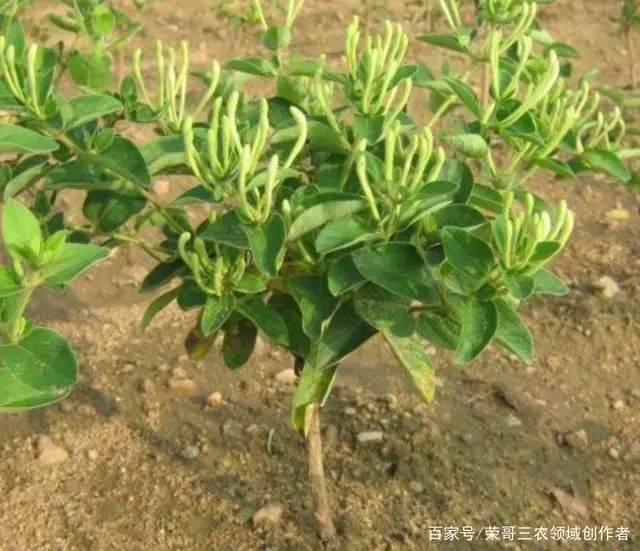 致富种植白术图片_白术种植致富_2021年农民种植白术怎么样