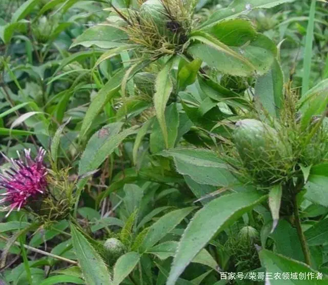 白术种植致富_2021年农民种植白术怎么样_致富种植白术图片