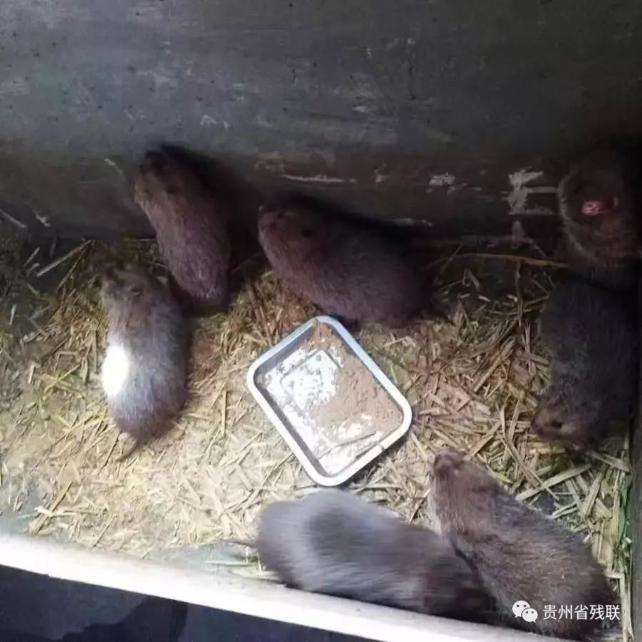 养殖致富竹鼠_致富养殖竹鼠怎么样_致富养殖竹鼠视频