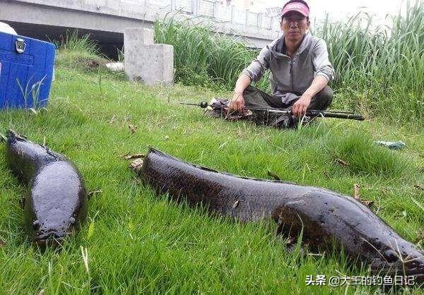 乌鱼养殖技术视频_乌鱼养殖水深要求_淡水乌鱼养殖技术