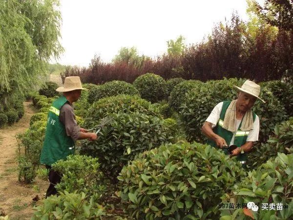 苗木养殖技术_苗木栽植养护方案_苗木栽植及养护技术总结