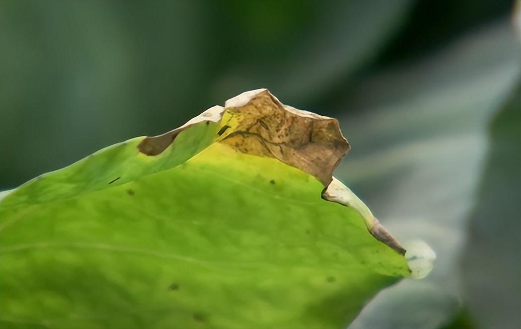 视频致富全集养草鱼下载_致富经养草鱼一年提升50_致富经养草鱼全集视频