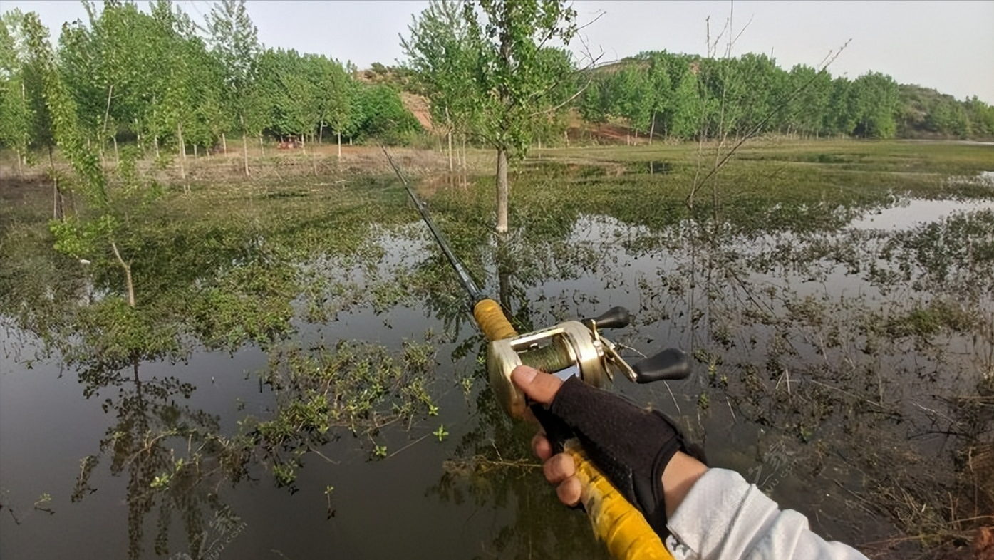 乌鱼养殖_淡水乌鱼养殖技术_乌鱼养殖技术视频