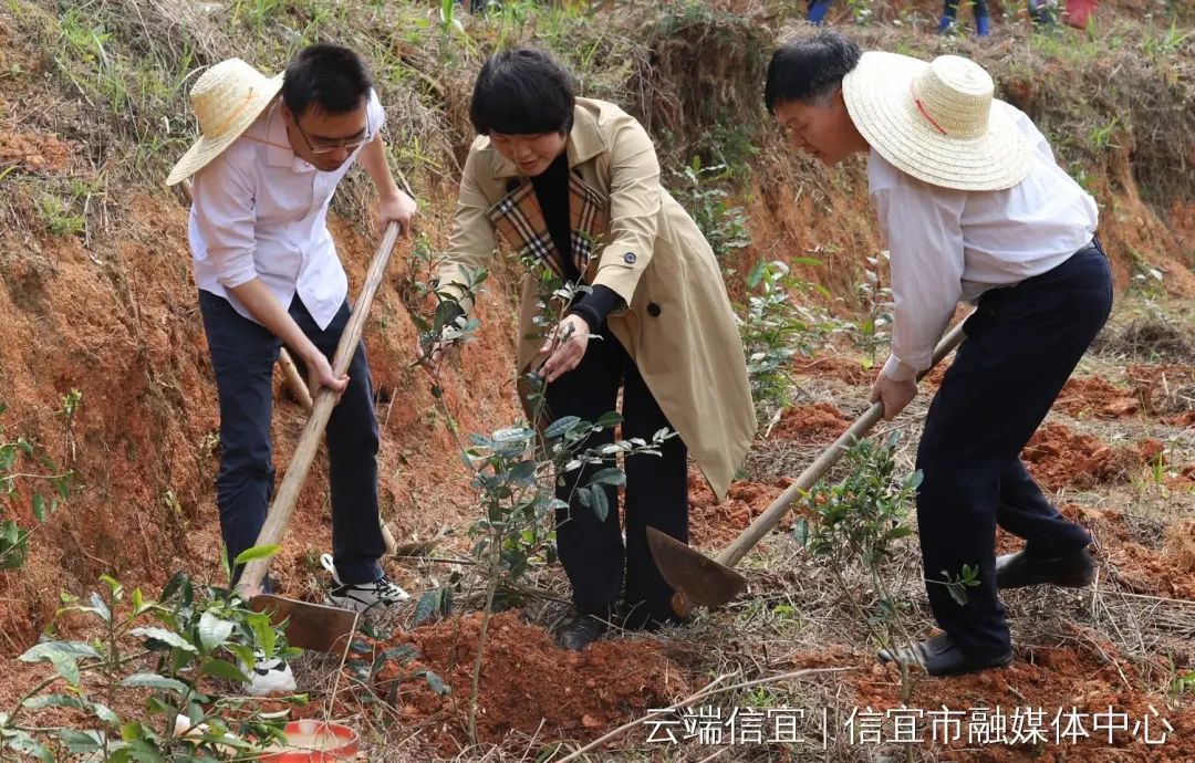 种植茶树前景怎么样_致富茶树种植条件_种植什么茶树致富