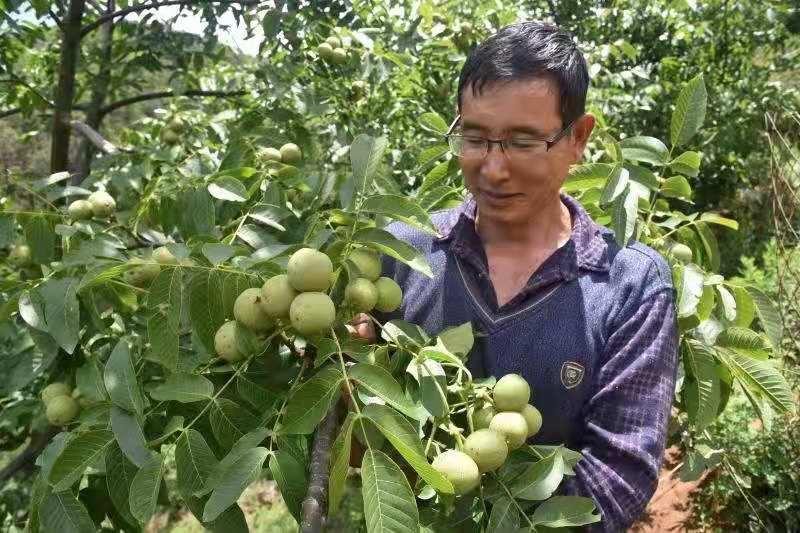 致富经蜜蜂养殖视频_致富经3800蜜蜂_养蜜蜂致富