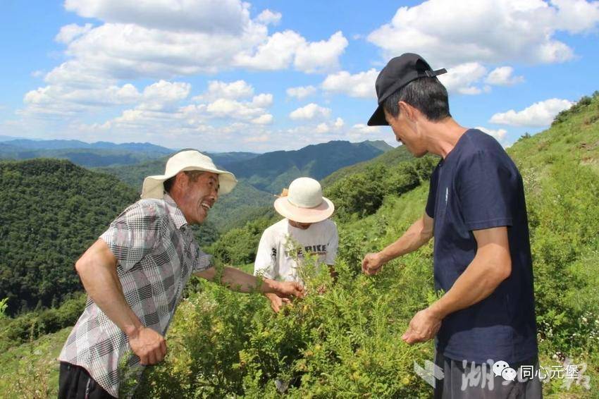 “刺疙瘩”变身“金疙瘩”！利川复兴村刺梨喜获丰收