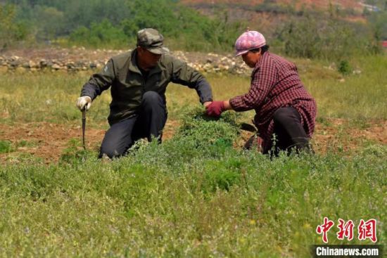 临城县：中草药种植为农民“种”出致富“良方”_河北农网