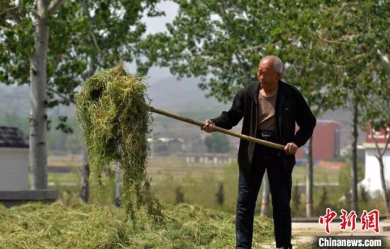 白术种植致富_致富种植白术图片_种白术赚钱吗