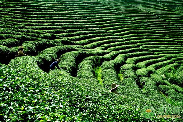 种植什么茶树致富_种植茶树的效益怎么样_致富茶树种植条件