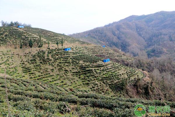 致富茶树种植条件_种植茶树的效益怎么样_种植什么茶树致富