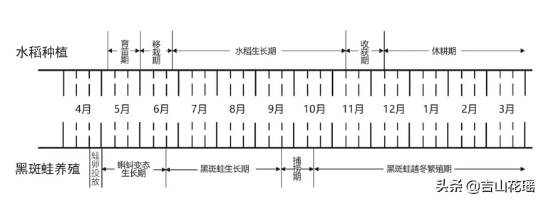 稻-黑斑蛙综合种养关键技术