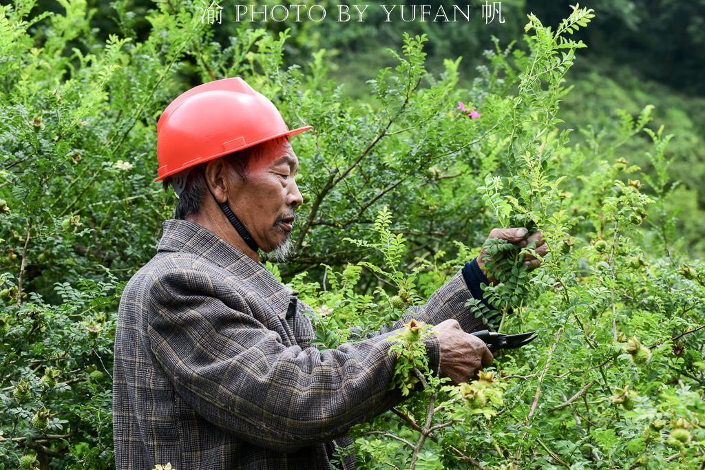 刺梨的前景_致富经 刺梨_刺梨专利