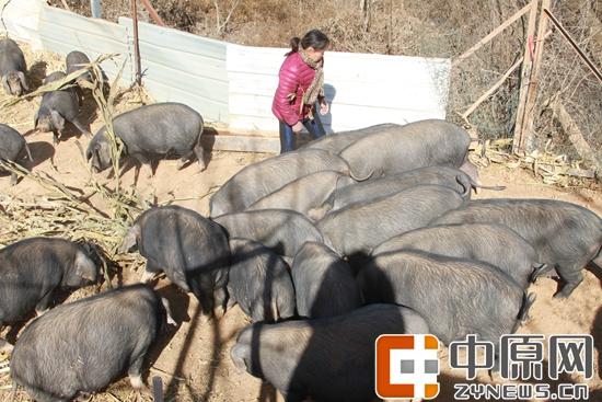 致富经养殖黑猪_养殖业黑猪_养殖黑猪前景怎么样