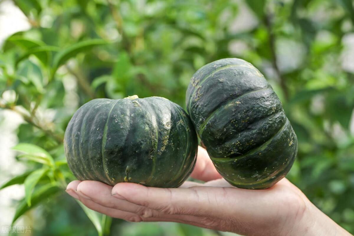 板栗南瓜种植时间和方法，板栗南瓜的种植艺术：抓住时机与技法