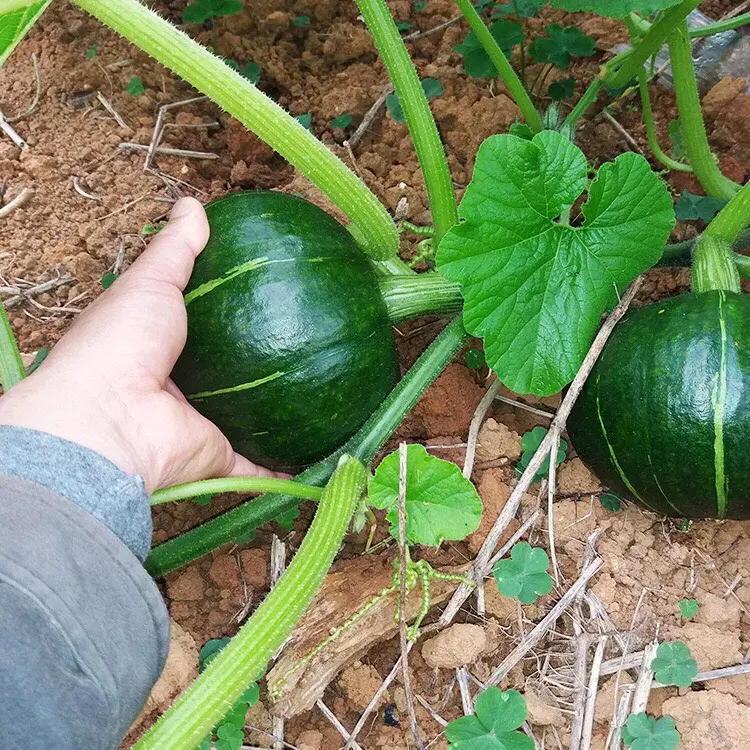 板栗南瓜的种植技术_南瓜种植板栗技术要点_种植板栗南瓜的技术