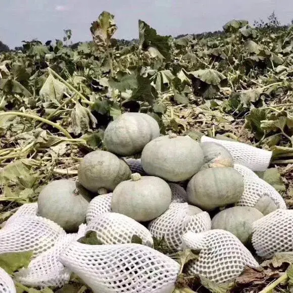 种植板栗南瓜的技术_南瓜种植板栗技术要点_板栗南瓜的种植技术