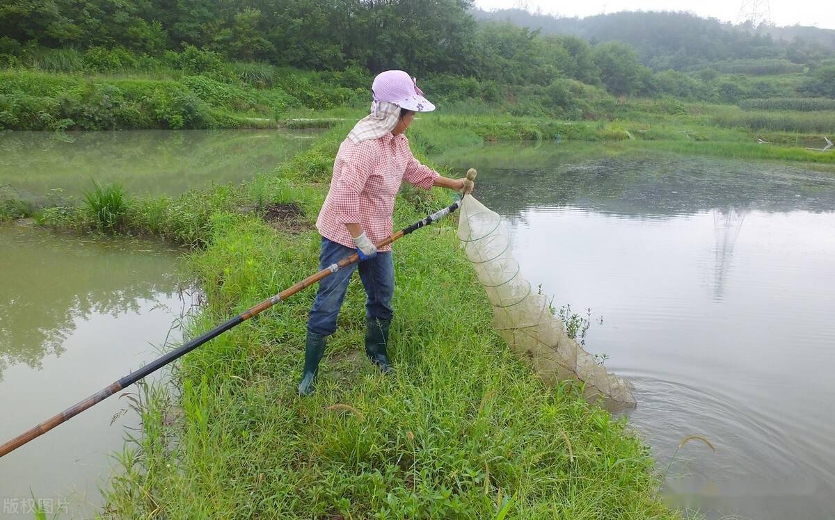 夏季稻田利用自然山泉水降温暂养小龙虾技术