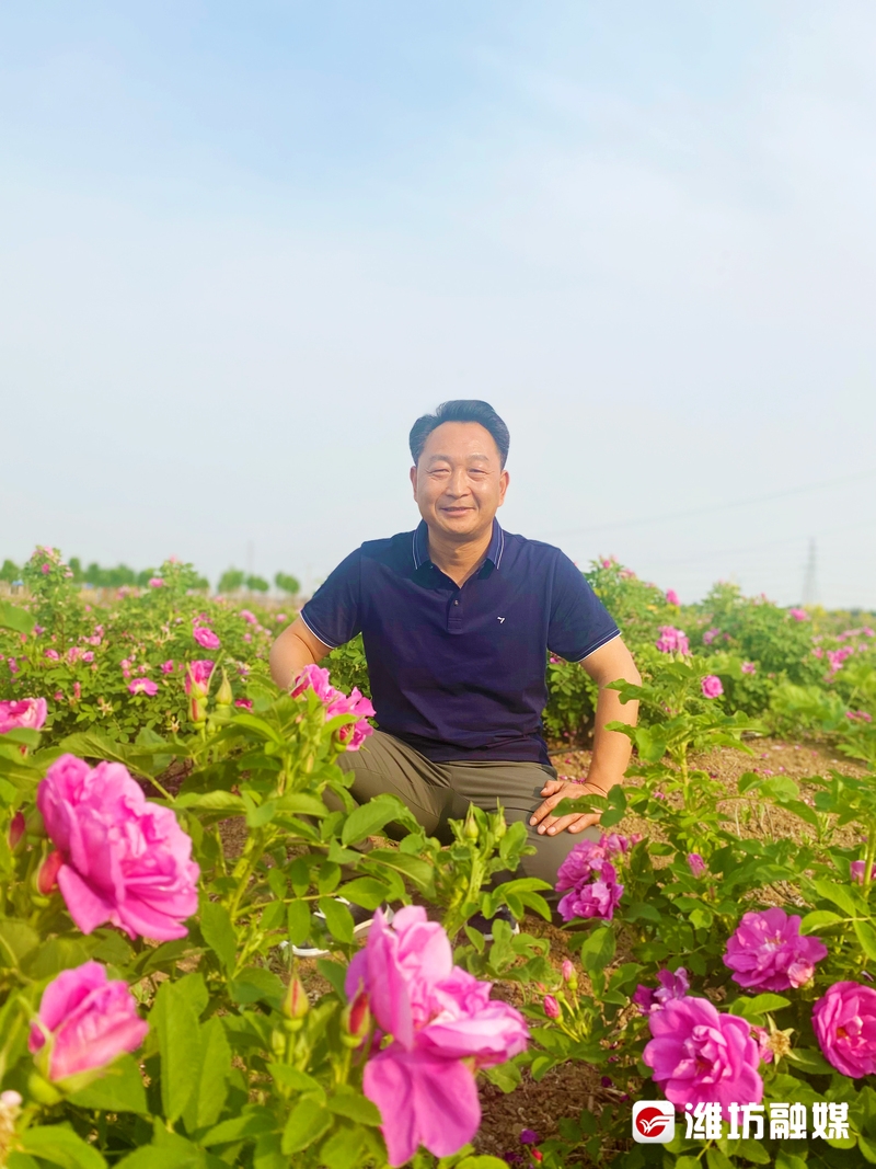 玫瑰种植视频教程_致富经玫瑰种植视频_种植玫瑰花的视频